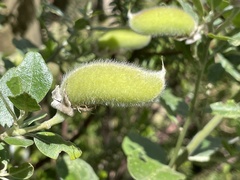 Podalyria calyptrata