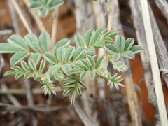 Indigofera alternans