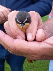 Cossypha caffra caffra