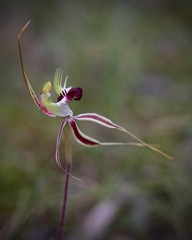 Caladenia tentaculata