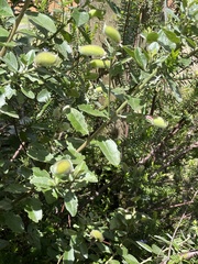 Podalyria calyptrata