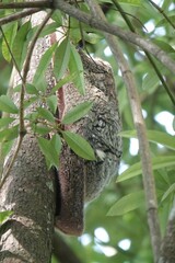 Galeopterus variegatus
