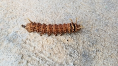 Citheronia sepulcralis