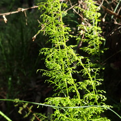 Lindsaea microphylla