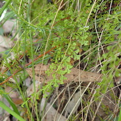 Lindsaea microphylla