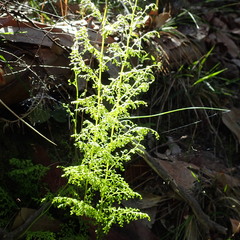 Lindsaea microphylla
