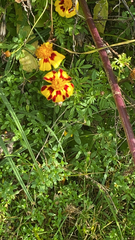 Tagetes lunulata