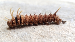 Citheronia sepulcralis