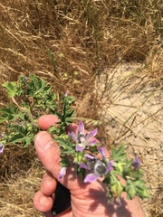 Malva multiflora