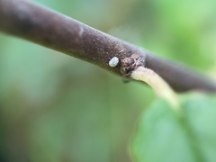 Thecla betulae