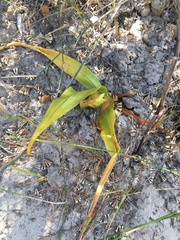 Colchicum eucomoides