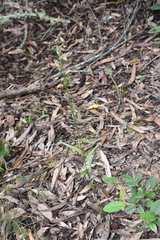 Pterostylis melagramma