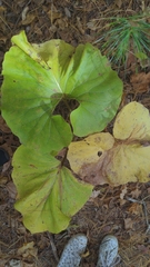 Petasites