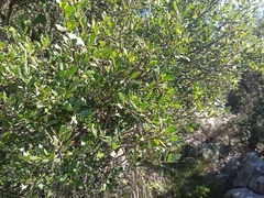 Quercus coccifera