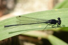 Onychargia atrocyana