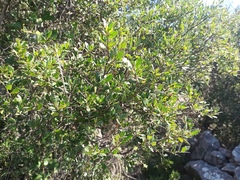 Quercus coccifera