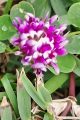 Pseudopegolettia tenella