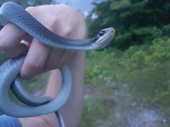 Coluber constrictor foxii