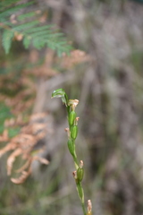 Pterostylis melagramma