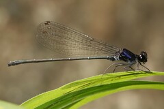 Onychargia atrocyana