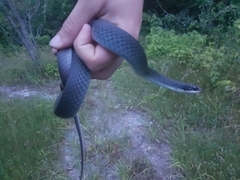Coluber constrictor foxii