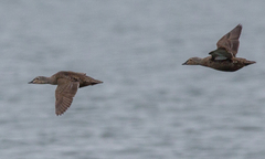 Somateria spectabilis