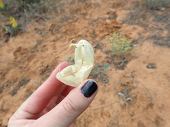 Lessertia frutescens