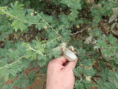 Lessertia frutescens