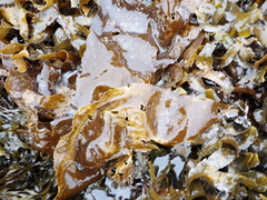 Laminaria digitata