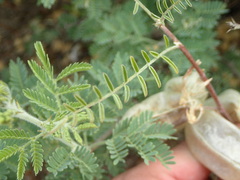 Lessertia frutescens