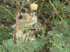 Lessertia frutescens