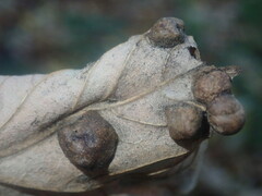 Pediaspis aceris
