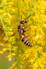 Euodynerus annulatus