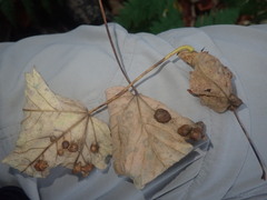 Pediaspis aceris