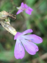 Petrorhagia prolifera