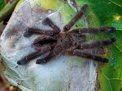 Bahia Purple Red Tarantula (Iridopelma zorodes) · iNaturalist