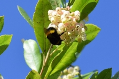 Bombus