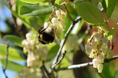 Bombus