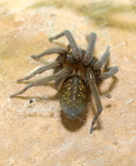 Phyxelididae