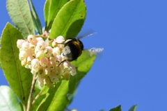 Bombus