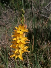 Ixia dubia