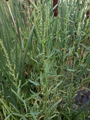 Atriplex patens