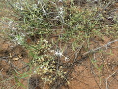 Orthanthera jasminiflora