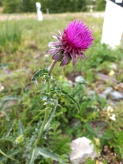 Carduus nutans leiophyllus