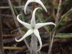 Orthanthera jasminiflora