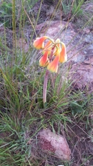 Cyrtanthus obliquus