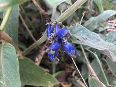 Coccocypselum lanceolatum