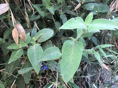 Coccocypselum lanceolatum