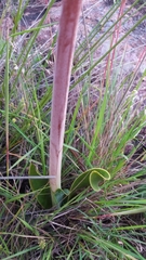 Cyrtanthus obliquus