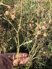 Bupleurum americanum